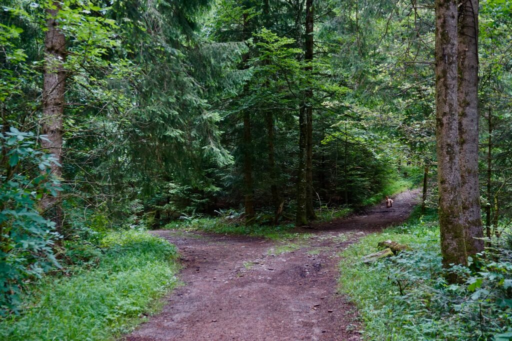 woods with a fork in the road