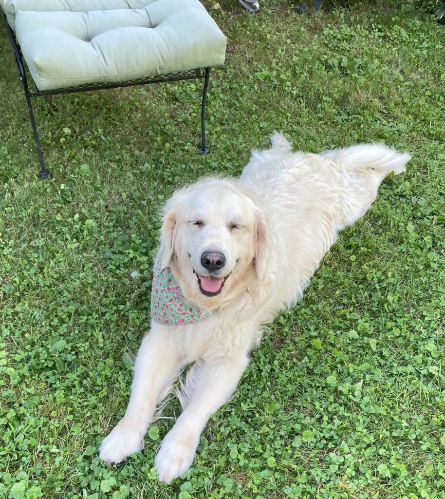 Golden retriever named Bailey lying in the grass next to a lawn lounge chair. Bailey is wearing a bandana and "smiling" with her eyes closed