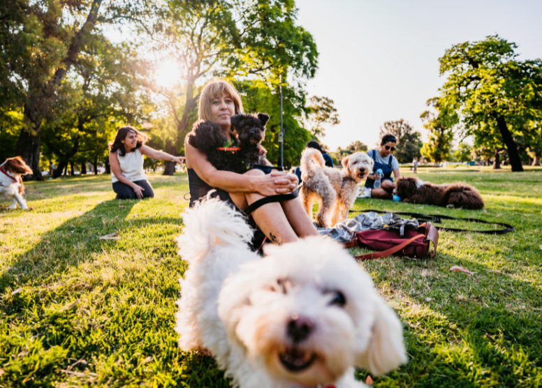 image of people and their dogs hanging out at a dog park. Small white fluffy dog in the foreground