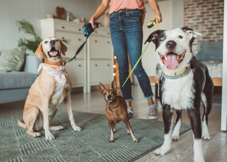 dog walker holding the leashes of 3 dogs