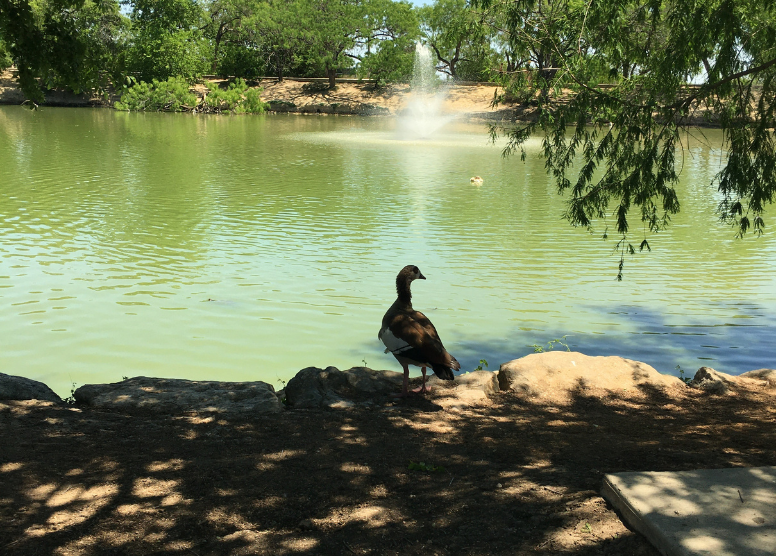 silhouette of a goose standing near the edge of a pond